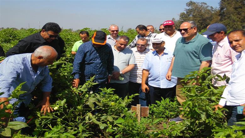 رئيس «البحوث الزراعية» يوجّه بتوفير تقاوى عالية الجودة للفلاحين لرفع إنتاجية المحاصيل