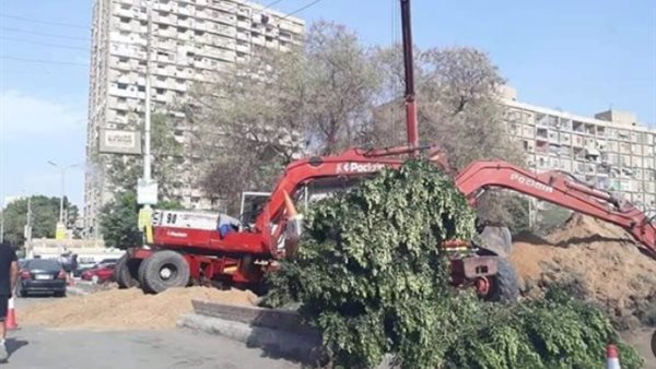 من يحمي أشجار شوارع القاهرة والجيزة؟ تحرك نيابي يضع ملف الإزالات العشوائية تحت القبة