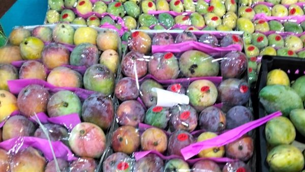 جايين من كل المحافظات، مزاد المانجو بسوق المستقبل في الإسماعيلية يجذب التجار (فيديو وصور)