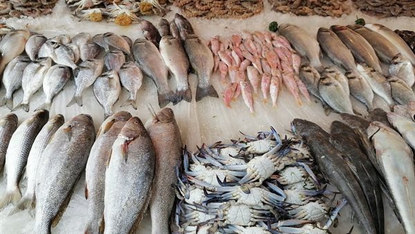 أسعار السمك اليوم، انخفاض جديد في البلطي وقفزة في المكرونة وقشر البياض
