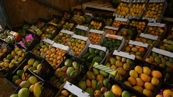 أسعار المانجو اليوم، زينة الفواكه تصالح المصريين بانخفاض كبير في 4 أنواع شهيرة
