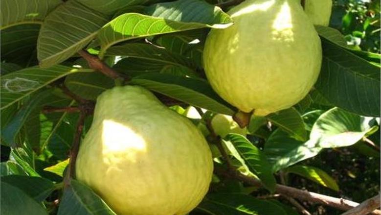 هل الجوافة صحية للجميع؟.. حالات تتطلب الحذر
