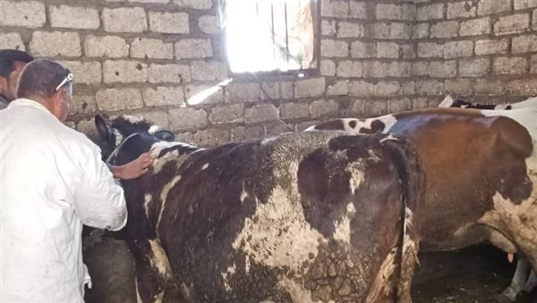 انطلاق الحملة القومية للتحصين ضد الحمى القلاعية والوادي المتصدع بالدقهلية