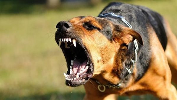 إصابة 5 أشخاص بينهم طفلان عقرهم كلب بقرية كفر الأمير بالدقهلية