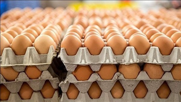 سعر كرتونة البيض اليوم السبت في بورصة الدواجن