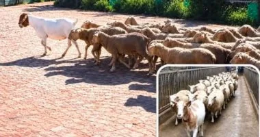 معزة تقود القطيع إلى المذبح ثم تخرج سالمة.. ما حكاية “جودا جوست”؟
