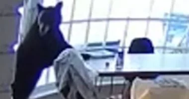 دب جائع يتسلل إلى منزل أمريكى ويأخذ وجبة إفطاره فى المطبخ.. فيديو
