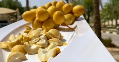 تجفيف تمر البرحي.. خبرة زراعية متوارثة لحفظ المحصول