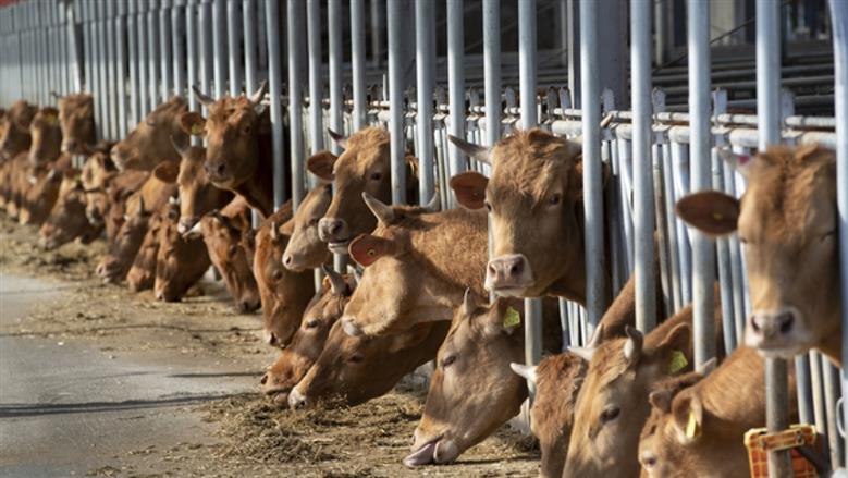 «بيطري كفر الشيخ»: علاج وفحص 3718 حالة ضمن جهود الحفاظ على الثروة الحيوانية خلال أغسطس 2026