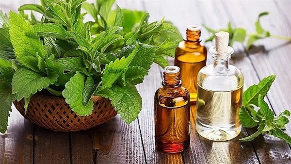 فوائد زيت النعناع للشعر، انتعاش لفروة الرأس ودعم لنمو شعر صحي