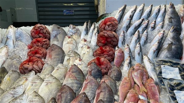 أسعار السمك اليوم، البلطي يسجل 58 جنيها وارتفاع الجمبري وانخفاض البوري 10 جنيهات