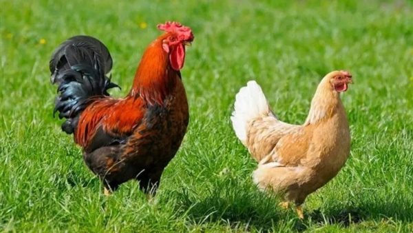 ارتفاع البيضاء وانخفاض البلدي، سعر الفراخ اليوم الثلاثاء 1 سبتمبر 2026 (آخر تحديث)